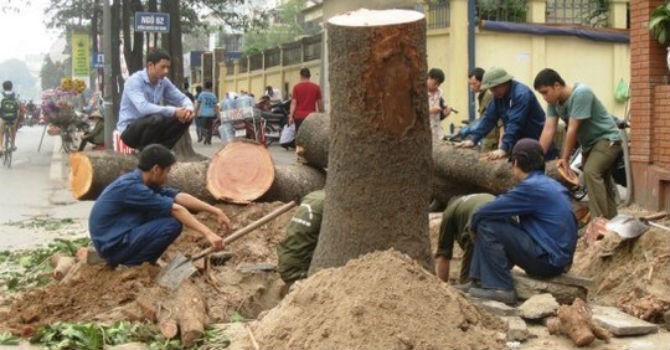 Hàng loạt cây bị đốn hạ nằm ngổn ngang trên hè tuyến đường Nguyễn Chí Thanh.

