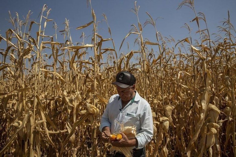 Ukraine cảnh báo xuất khẩu ngũ cốc sẽ mất vài tháng để quay trở lại mức trước xung đột