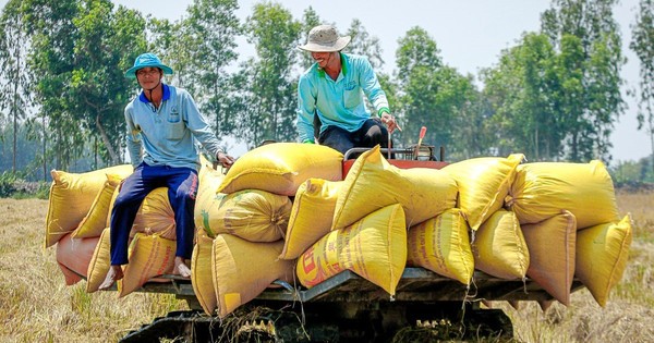 Nhiều nước cấm xuất khẩu, Việt Nam thu hàng tỷ USD từ gạo liệu có nên "thừa thắng xông lên"?