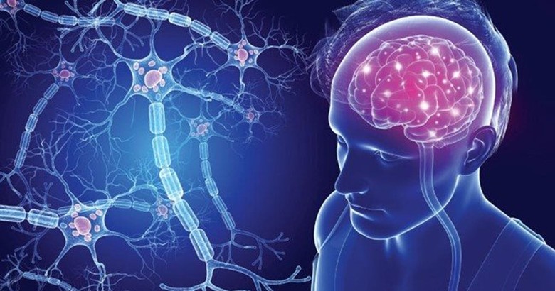 Hệ trục não – ruột có mối liên hệ mật thiết với nhau (nguồn Internet)