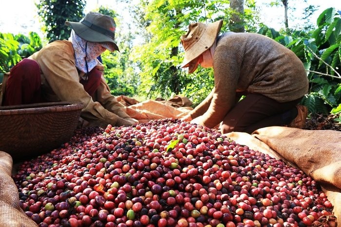 Giá liên tục tăng vào neo ở mức cao, người dân trồng cà phê trúng đậm