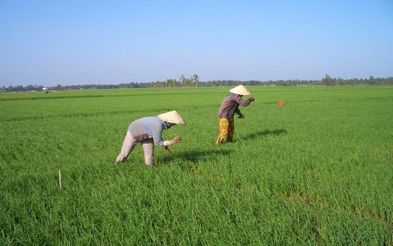  Người nông dân ĐBSCL sản xuất lúa trong hoàn cảnh giá phân bón tăng cao chưa từng có, trong khi giá bán lúa tăng không đáng kể.