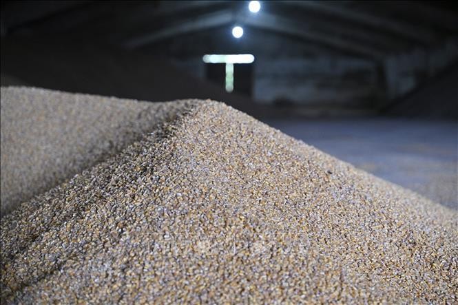 Ngũ cốc sau khi được thu hoạch tại một nông trang ở vùng Odessa, Ukraine, ngày 22/5/2022. Ảnh: AFP/TTXVN