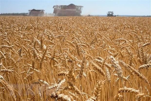Một cánh đồng lúa mỳ tại Karpenkovo, Nga. Ảnh: AFP/TTXVN