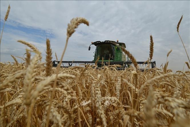 Thu hoạch lúa mỳ tại vùng Stavropol, miền Nam nước Nga. Ảnh: AFP/TTXVN