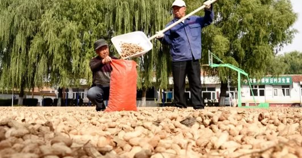 Một loạt nông sản Việt Nam sản xuất thuộc top đầu thế giới bất ngờ tăng nóng do El Nino